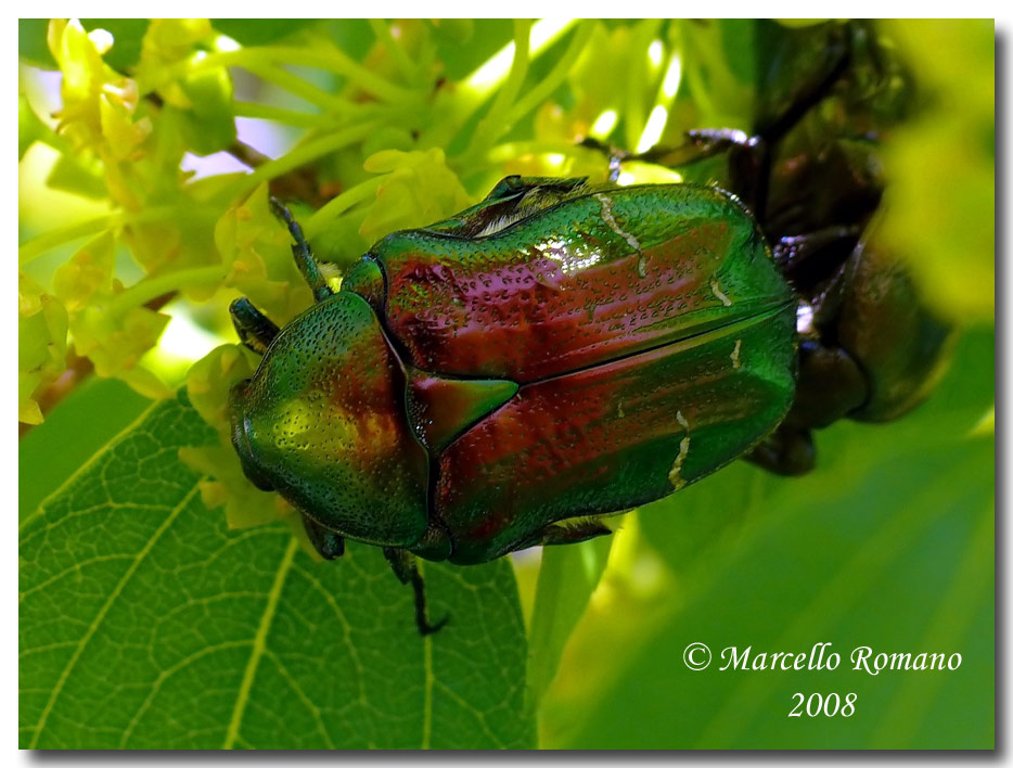 Insetti dalla Croazia : 18. Gnorimus nobilis (Cetoniidae)